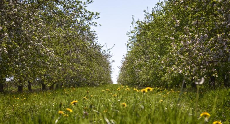 How To Rejuvenate Your Old Apple Tree With Pruning | NDSU Agriculture